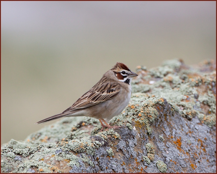 lark sparrow