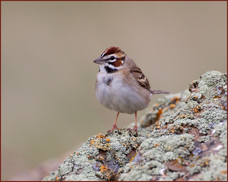 lark sparrow