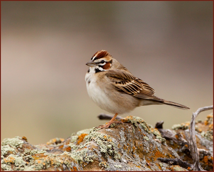 lark sparrow