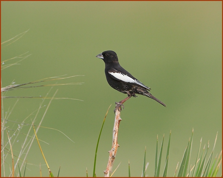 lark bunting