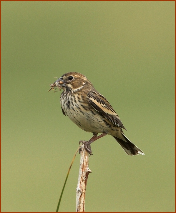 lark bunting female