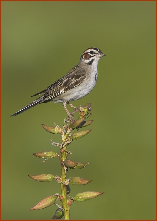 lark sparrow