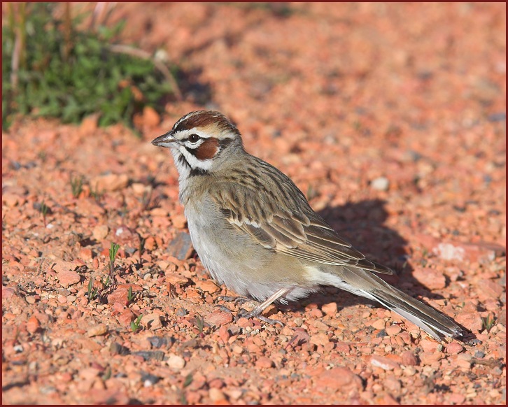 lark sparrow