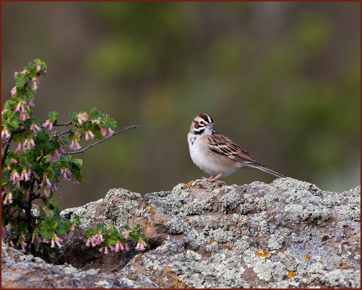 lark sparrow