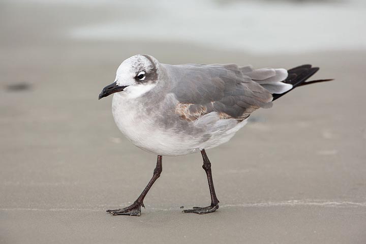 Laughing Gull