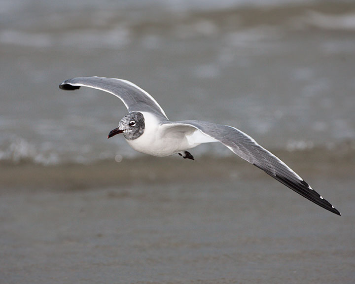 Laughing Gull