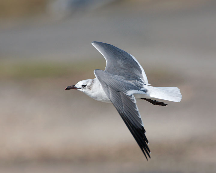 Laughing Gull