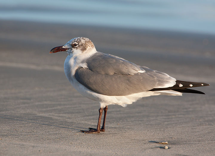 Laughing Gull