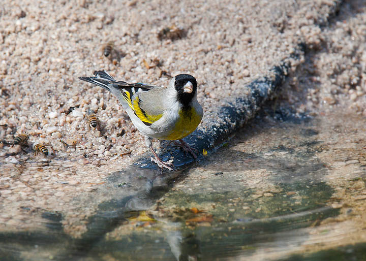 Lawrence's goldfinch