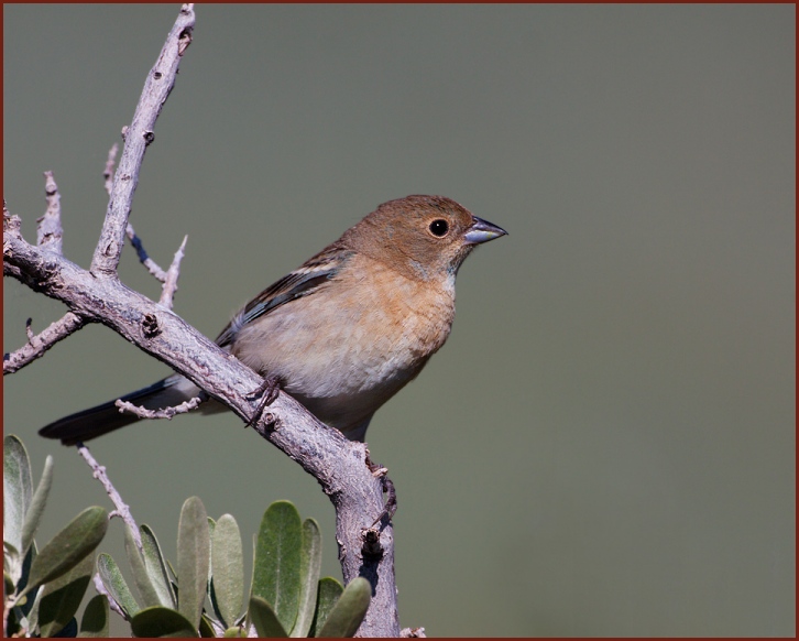 lazuli bunting