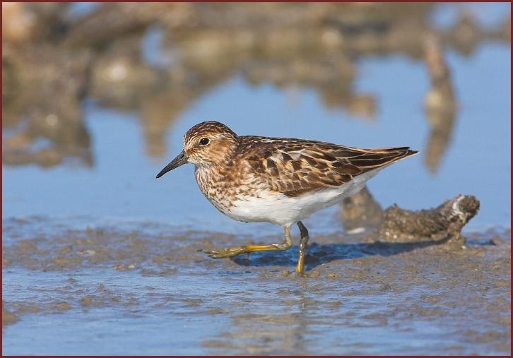 least sandpiper