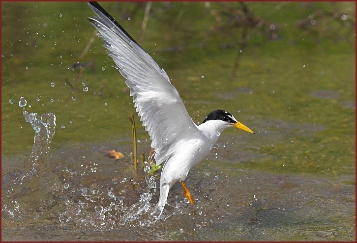 least tern