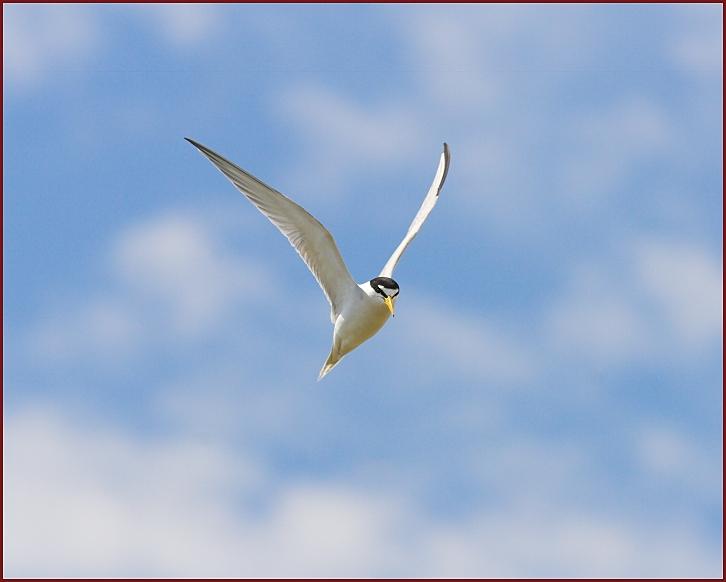 least tern