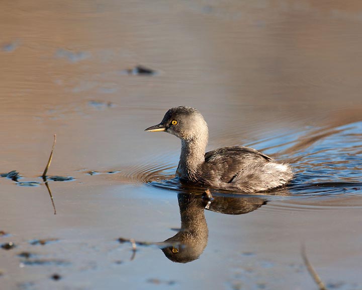 Least Grebe