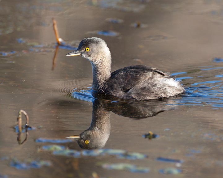 Least Grebe