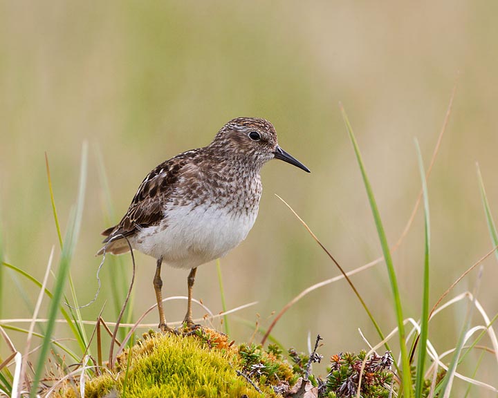 least sandpiper