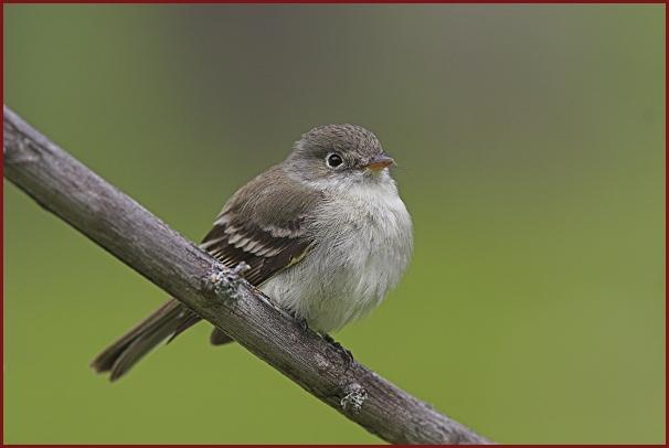 least flycatcher