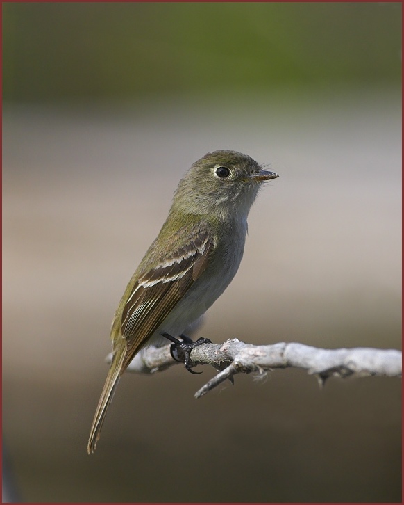 least flycatcher