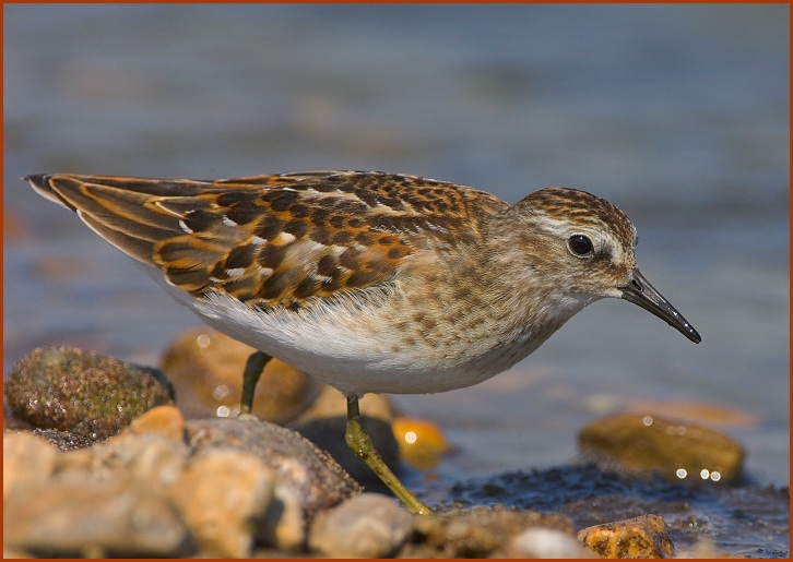 least sandpiper