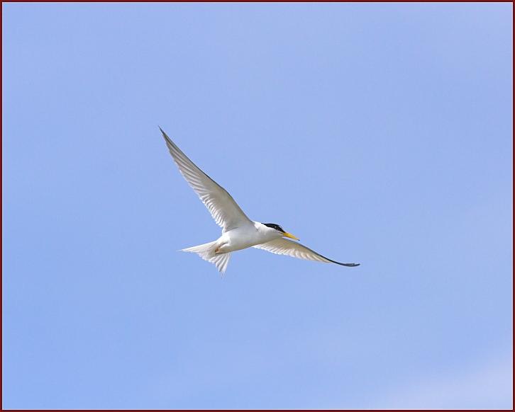 least tern