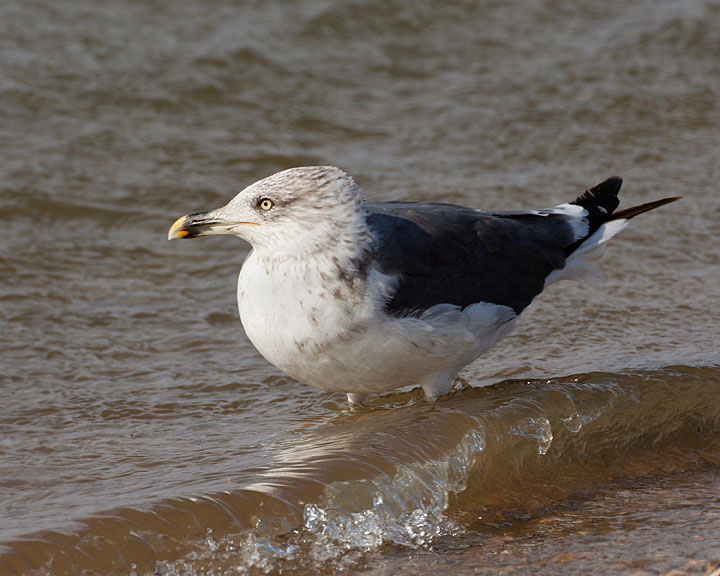 lesser black-backed gull