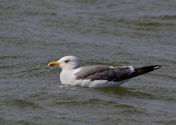 lesser black-backed gull