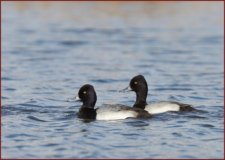 Lesser Scaup