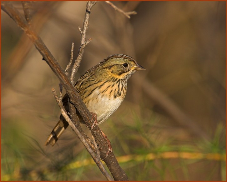 Lincoln's Sparrow