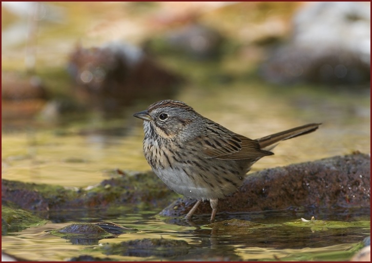 Lincoln's Sparrow