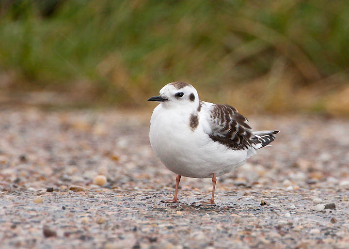 Little Gull