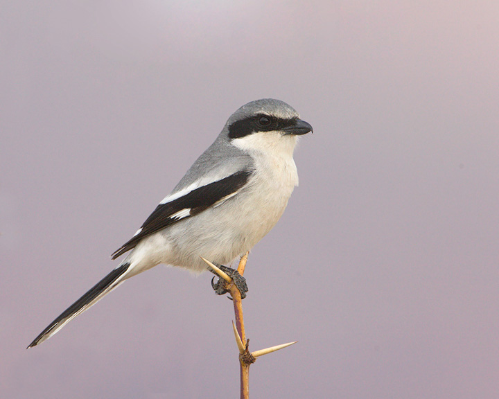 loggerhead shrike