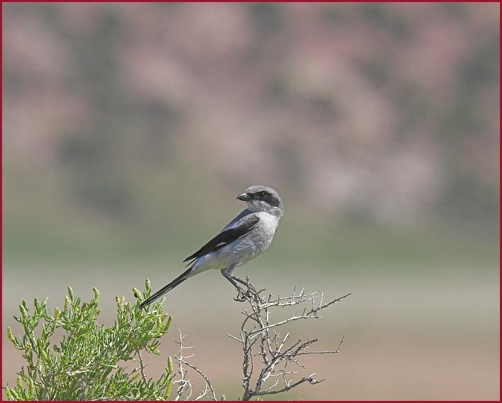 Loggerhead shrike