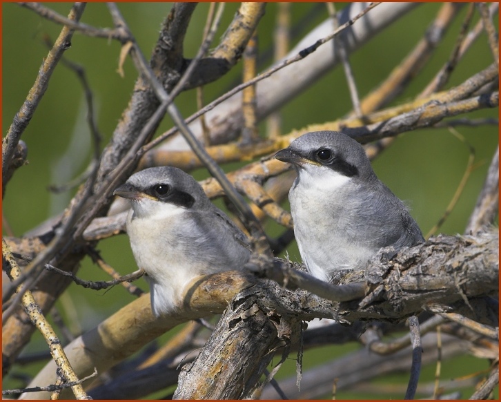 Loggerhead shrike