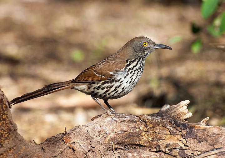 Long-billed Thrasher