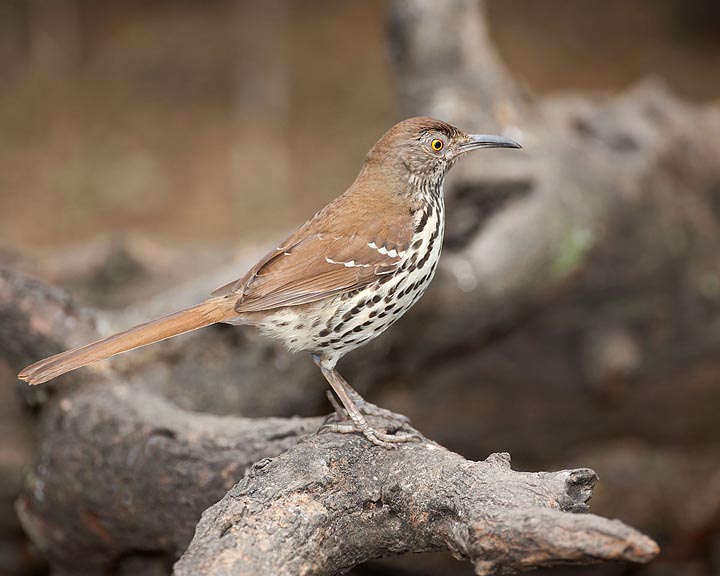 Long-billed Thrasher