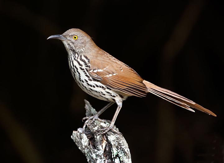 Long-billed Thrasher