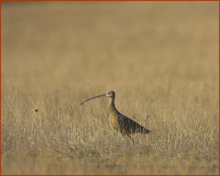 long-billed curlew