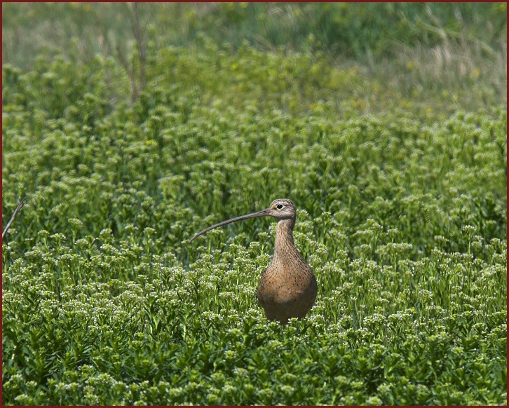 long-billed curlew