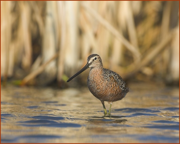 long-billed dowitcher