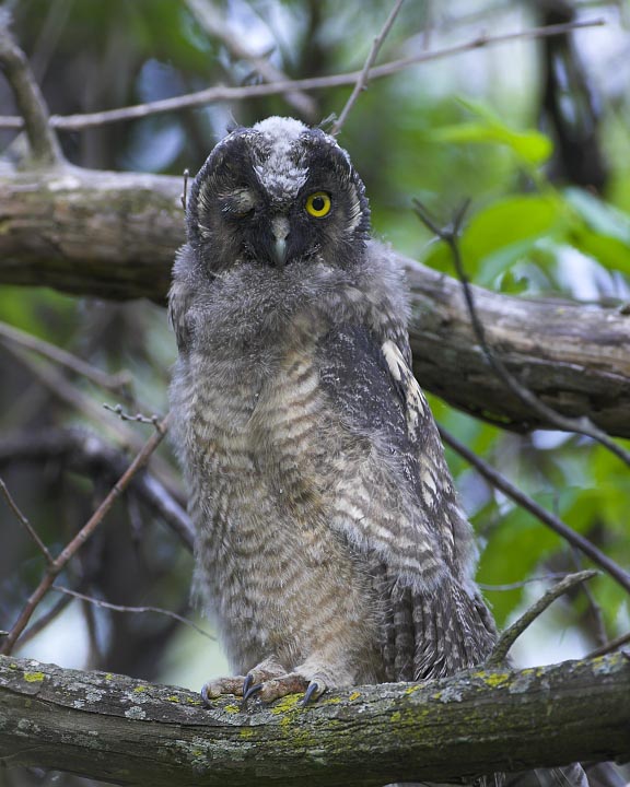 long-eared Owl