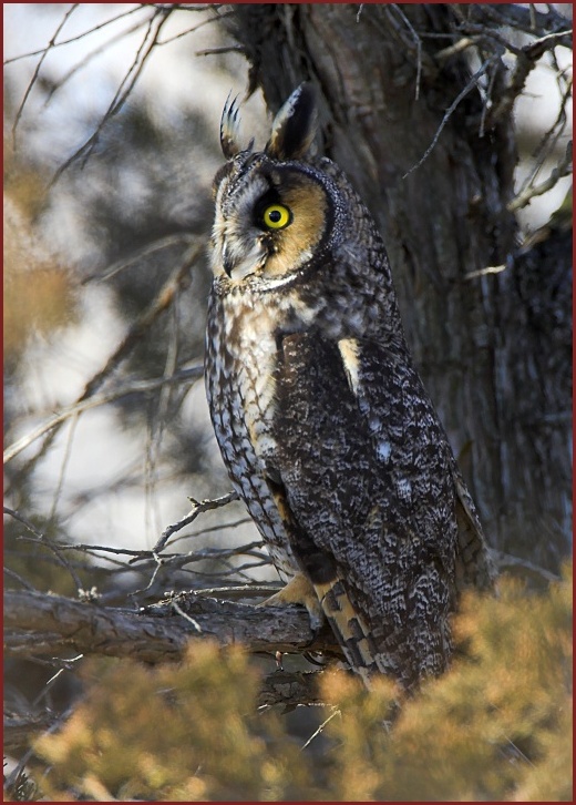 long-eared owl