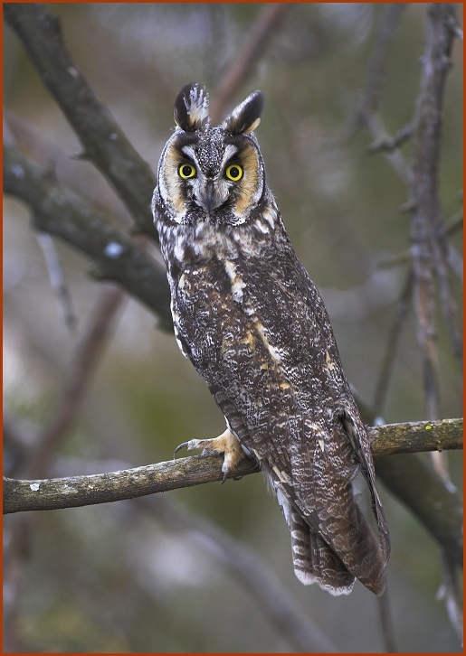 long-eared owl