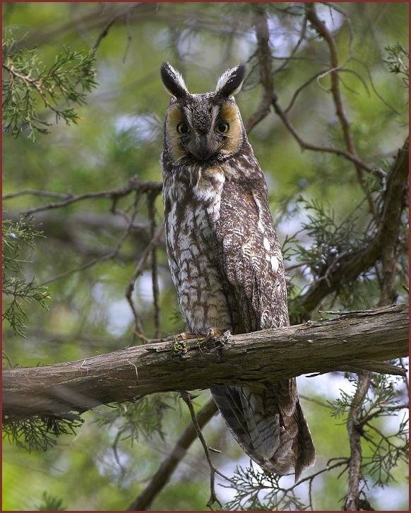 long-eared owl