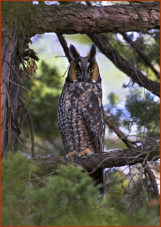 long-eared owl