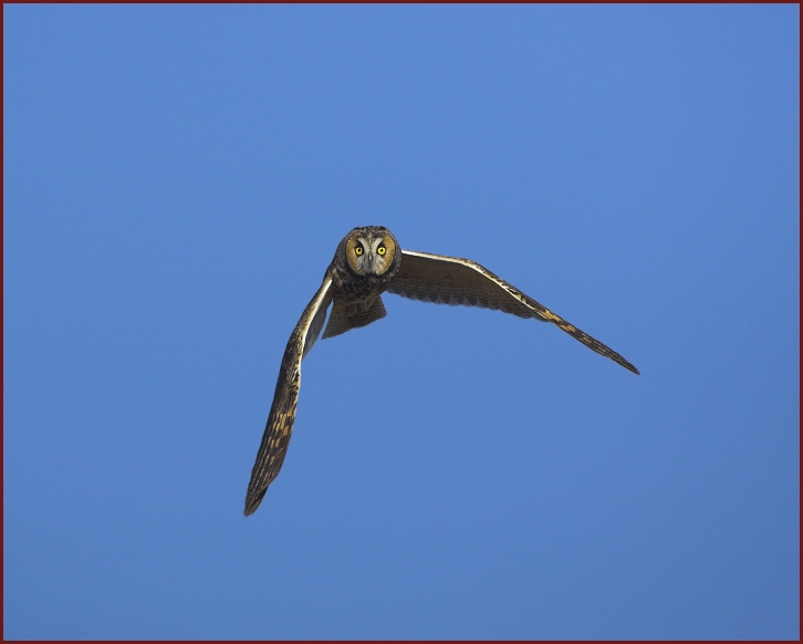 long-eared owl