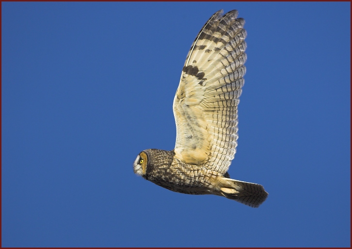 long-eared owl