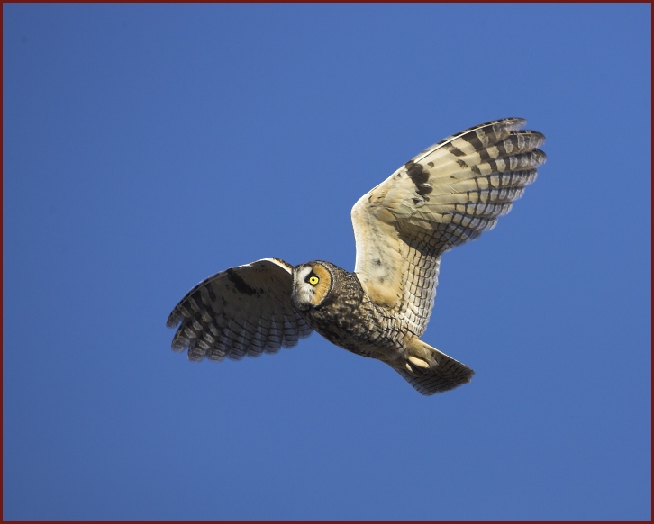 long-eared owl