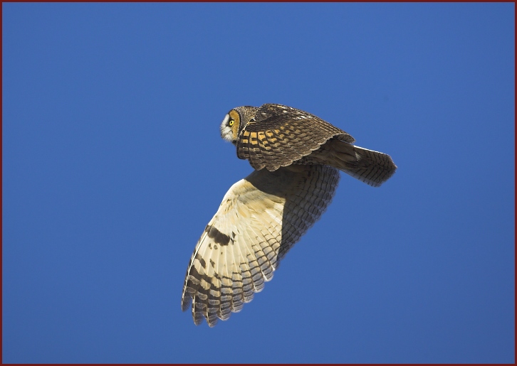 long-eared owl