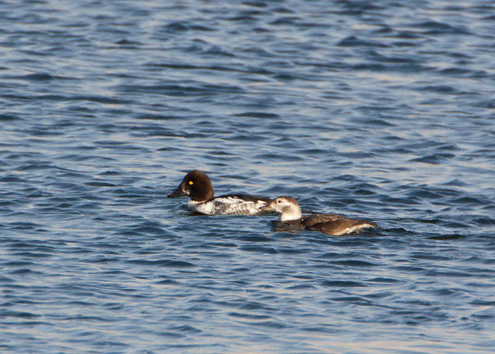 long-tailed duck