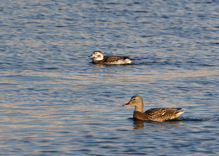 long-tailed duck